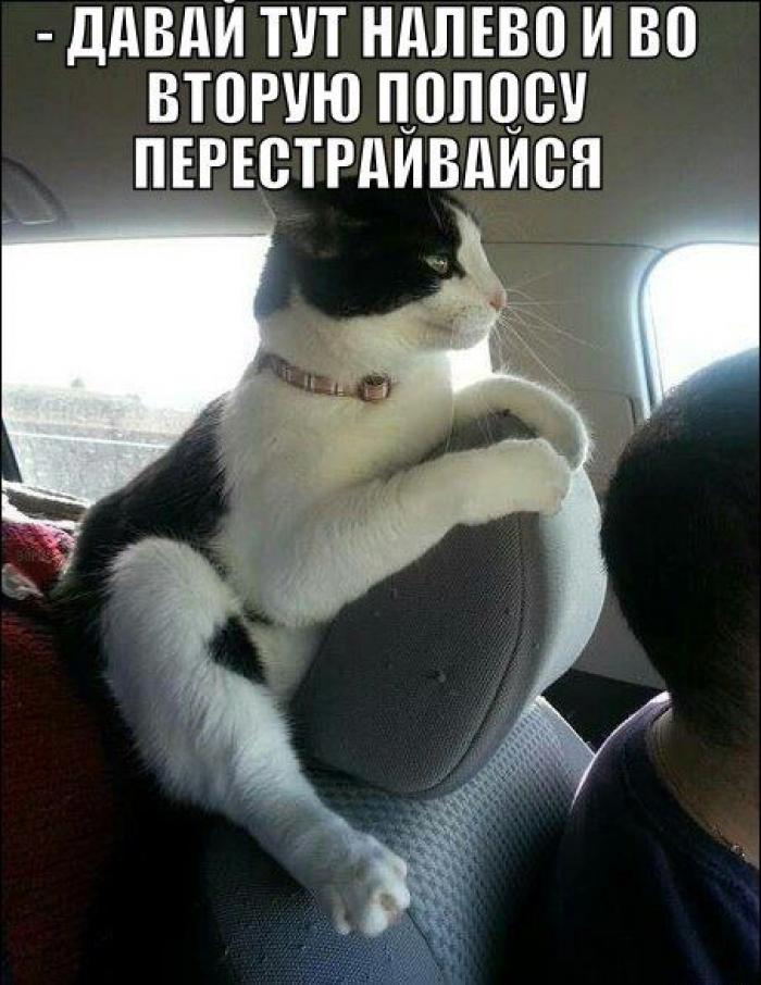 Котэ инструктор