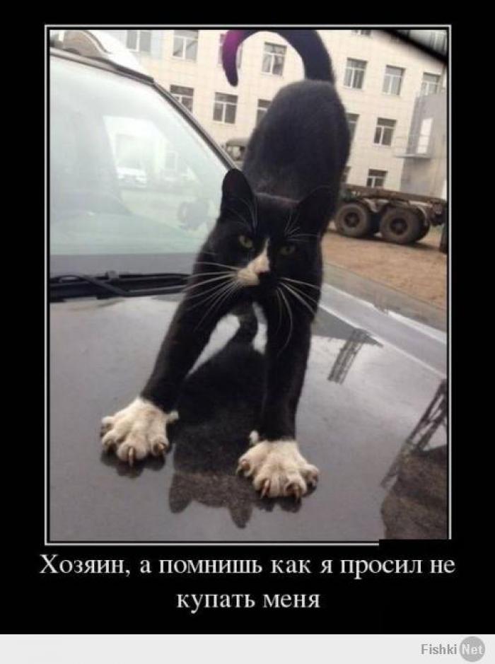 А помнишь картинки прикольные, картинки про море